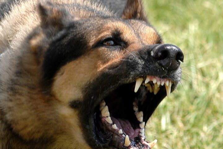 How To Train a Dog to Stop Barking 1 Dog Stop crazy Barking